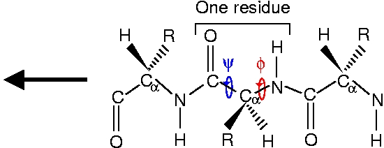 peptidechain.jpg